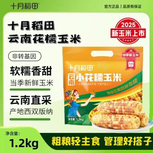 【西双版纳直采】十月稻田 云南小花糯玉米1.2kg（约6-7根）当季新玉米 商品图0
