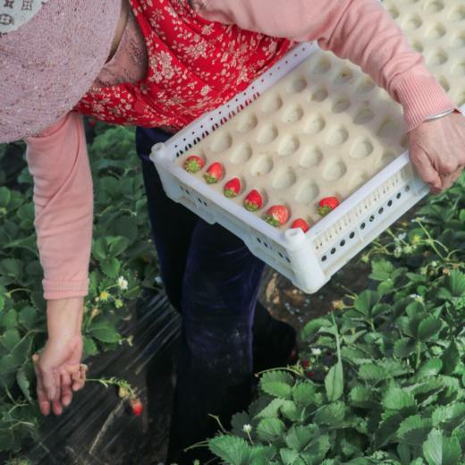 有机草莓  2.3斤/3斤【下单后10天内发货】 商品图4