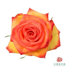 荷冠单头-火狐10枝一扎