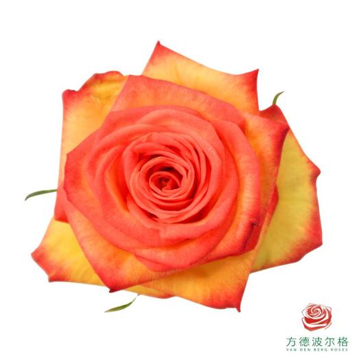 荷冠单头-火狐10枝一扎 商品图0