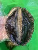 山东烟台鲜活大鲍鱼 个大肥美 确保鲜活冷链运输，因缺氧问题，收到后存活率可能会不高，未及时食用请冷冻保存 商品缩略图0