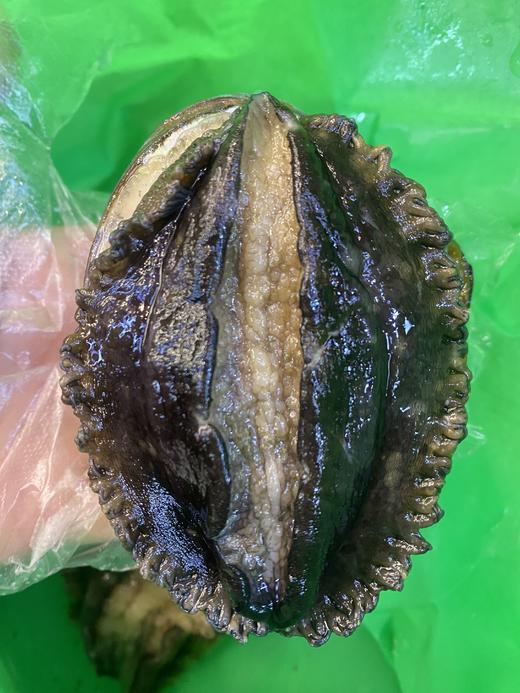 山东烟台鲜活大鲍鱼 个大肥美 确保鲜活冷链运输，因缺氧问题，收到后存活率可能会不高，未及时食用请冷冻保存 商品图0