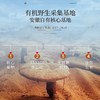 【福东海】破壁灵芝孢子粉1g*100包/盒 中老年滋补保健品增强免疫 商品缩略图4