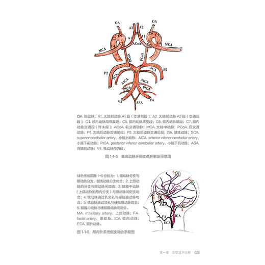 超声医学规范化实操手册——浅表小器官、血管和肌骨超声分册 张华斌 主编 一本简易可靠的相关的操作指南口袋书 人民卫生出版社 商品图4