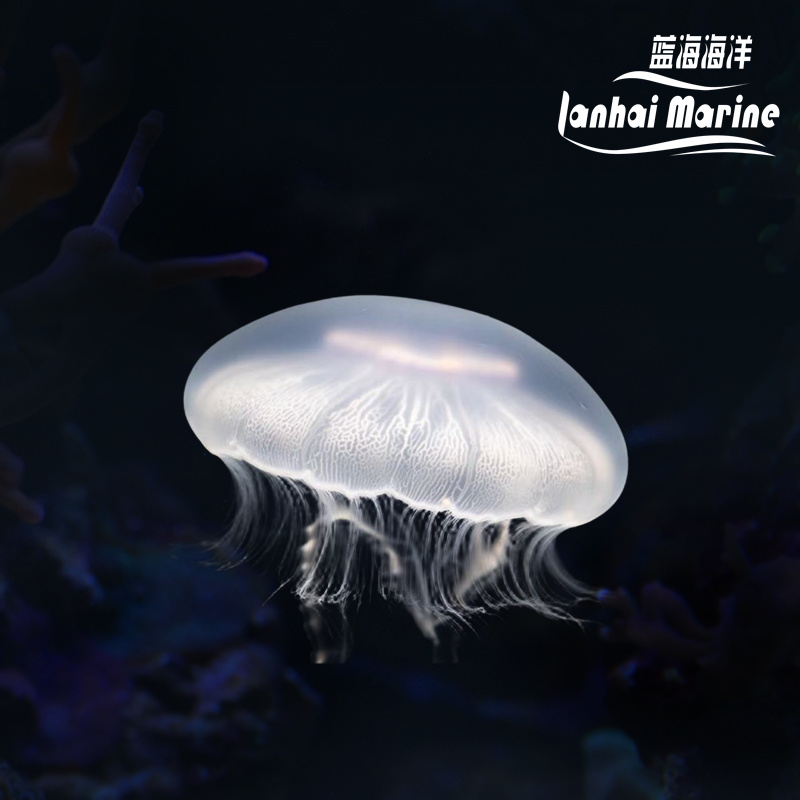 海月水母