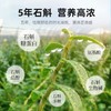 杞里香100g礼盒霍山铁皮石斛 老人礼物送长辈营养品 商品缩略图4