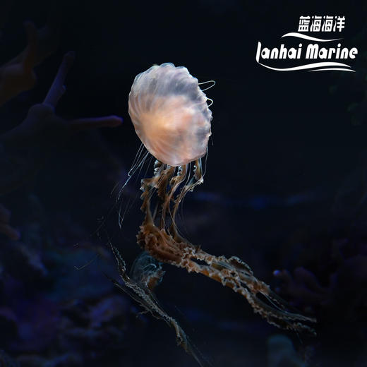 黑海刺水母 商品图0