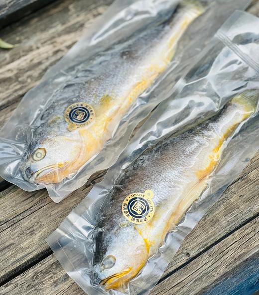 【国信1号养殖航母】大国重器国信一号深海野游三去大黄鱼，野生的品质，养殖的价格，超高性价比，低温洁净水域，高盐慢生长，大黄鱼中的健身达人，成就不一样的品质~ 商品图8