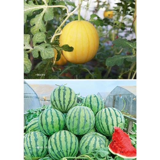 优质西瓜绿色高效生产技术 商品图4