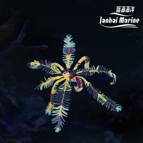 斑节羽毛星