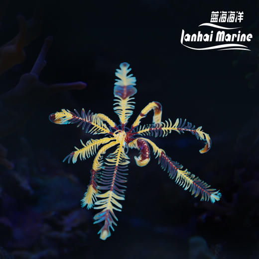 斑节羽毛星 商品图0