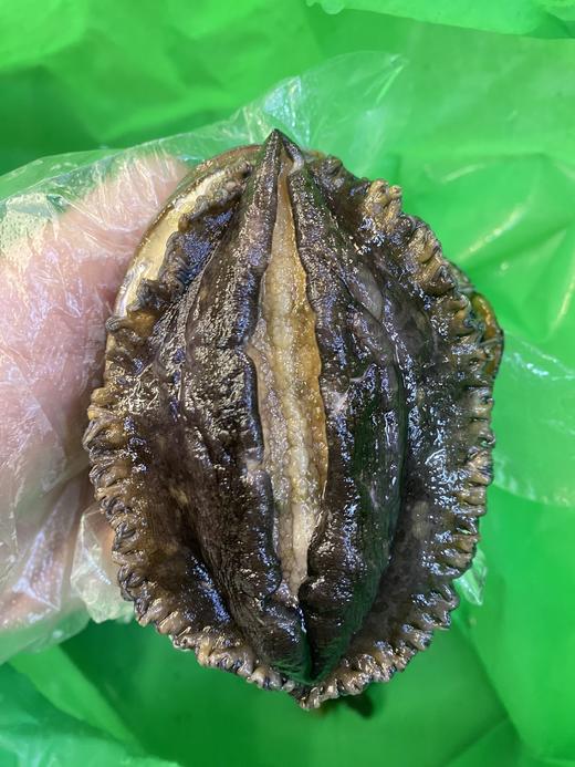 山东烟台鲜活大鲍鱼 个大肥美 确保鲜活冷链运输，因缺氧问题，收到后存活率可能会不高，未及时食用请冷冻保存 商品图2