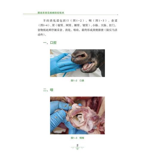 图说羊常见疾病防控技术 商品图4