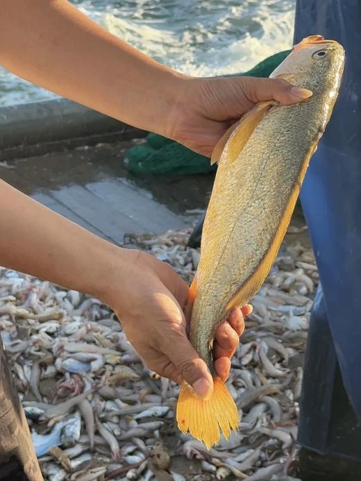 xm超低价！！超低价！！现货鲜发，刚出水的深海中大黄花鱼 · 金黄细鳞，肉质鲜嫩，一口鲜香满溢！清蒸即鲜甜，香煎更酥香！全程顺丰活冻锁鲜冷链送货到家 商品图2