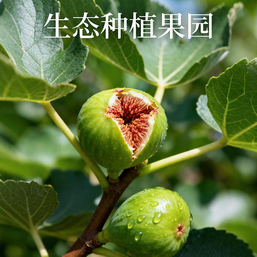 食味的初相 青皮无花果干100g*1罐/2罐/3罐 商品图1