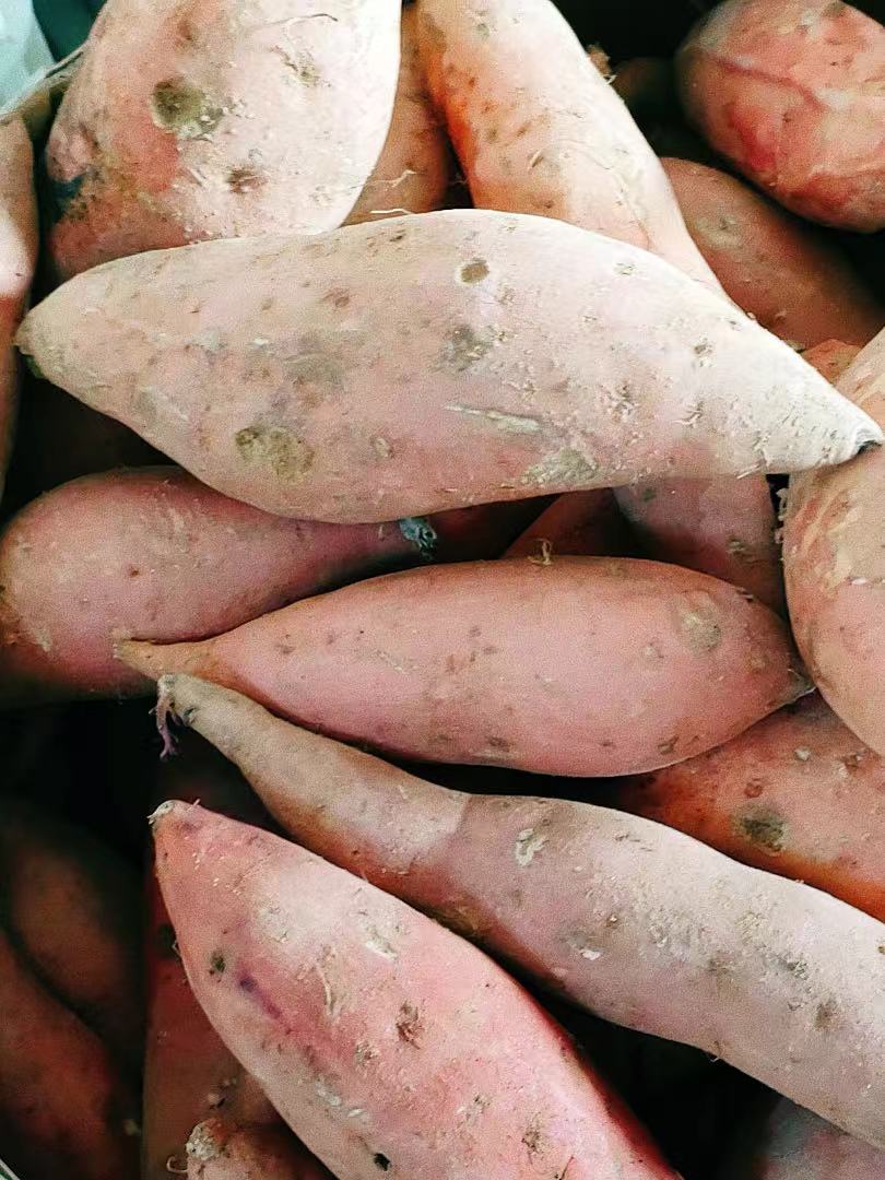 极客烟薯瑕疵果丨今年新鲜烟薯地瓜，5斤装，个头大小不一，摘掉网套阴凉通风保存，水分大，到货会有个别发芽情况 ⭐️顺丰京东随机发