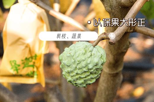 【牛奶凤梨释迦果】这是一款会说情话的水果，温柔又甜蜜 🍥嫩滑细腻的果肉，一口下去如牛奶般丝滑 ✨成熟的释迦果带有一股奶香味，-TTSG 商品图5