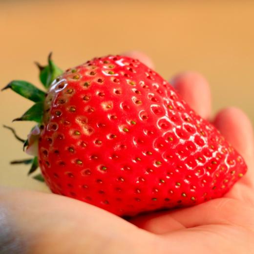 有机草莓  2.3斤/3斤【下单后10天内发货】 商品图1