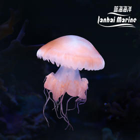 大理石水母