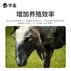 华畜牛羊去角膏 无伤口不出血，可用80头 商品缩略图2
