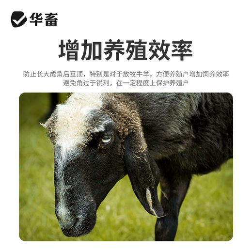 华畜牛羊去角膏 无伤口不出血，可用80头 商品图2