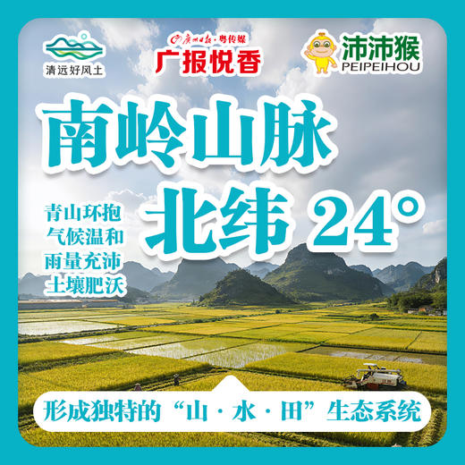 【广报智选自营】「广报悦香」清远丝苗米5kg/包 新包装 商品图1