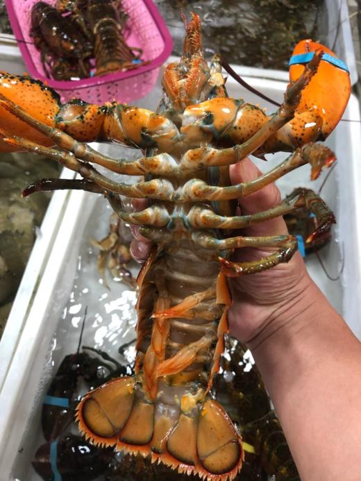 & 肥美大波龙🦞肥度满满，超靓！！蒜蓉清蒸好吃😋【活冻】 商品图3