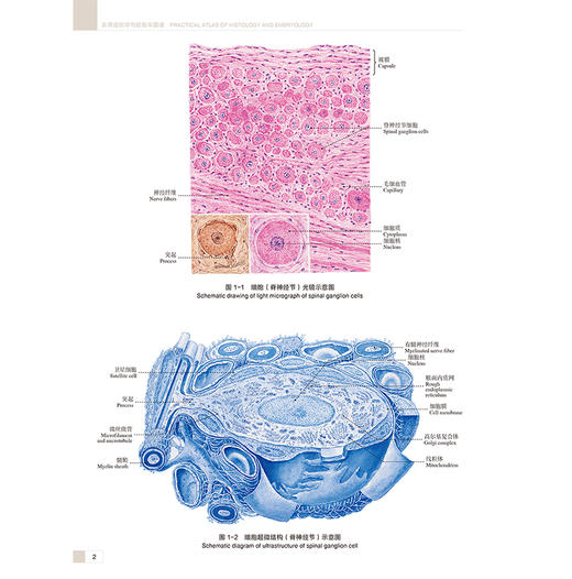 实用组织学与胚胎学图谱 徐国成 翟效月 主编 中英文对照结合彩图准确标注 既体现了学术严谨性又直观易懂 基础医学人民卫生出版社 商品图4