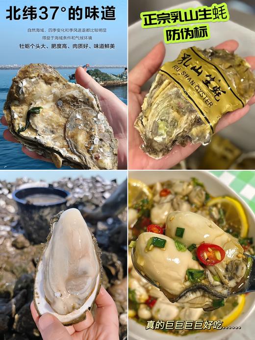 xm❥乳山生蚝 · 洁净海域孕育，富含锌与蛋白，吃得鲜更吃得安心！ 商品图0