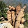 【云南高原甜当归】云南新鲜甜生甜西当归高原现挖煲汤火锅药食材蔬菜 商品缩略图2