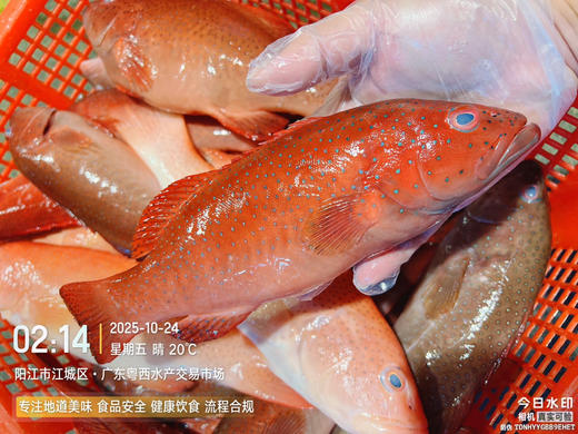 【吉仔海鲜】海鱼海虾系列 商品图5