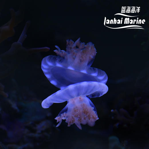 倒立水母 商品图0