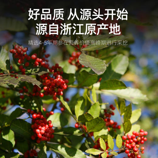 杞里香 山茱萸100g  商品图1