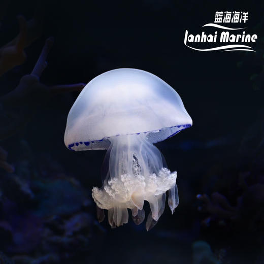 桶水母 商品图0
