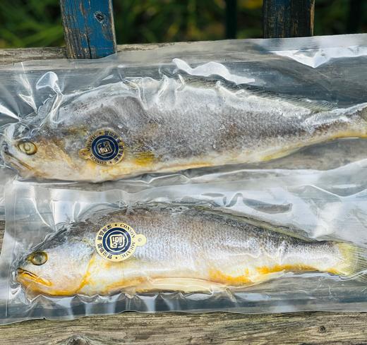 【国信1号养殖航母】大国重器国信一号深海野游三去大黄鱼，野生的品质，养殖的价格，超高性价比，低温洁净水域，高盐慢生长，大黄鱼中的健身达人，成就不一样的品质~ 商品图10