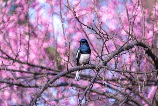 2.24确定出发【江城寻梅】春意荡漾武汉4天摄影 商品图1