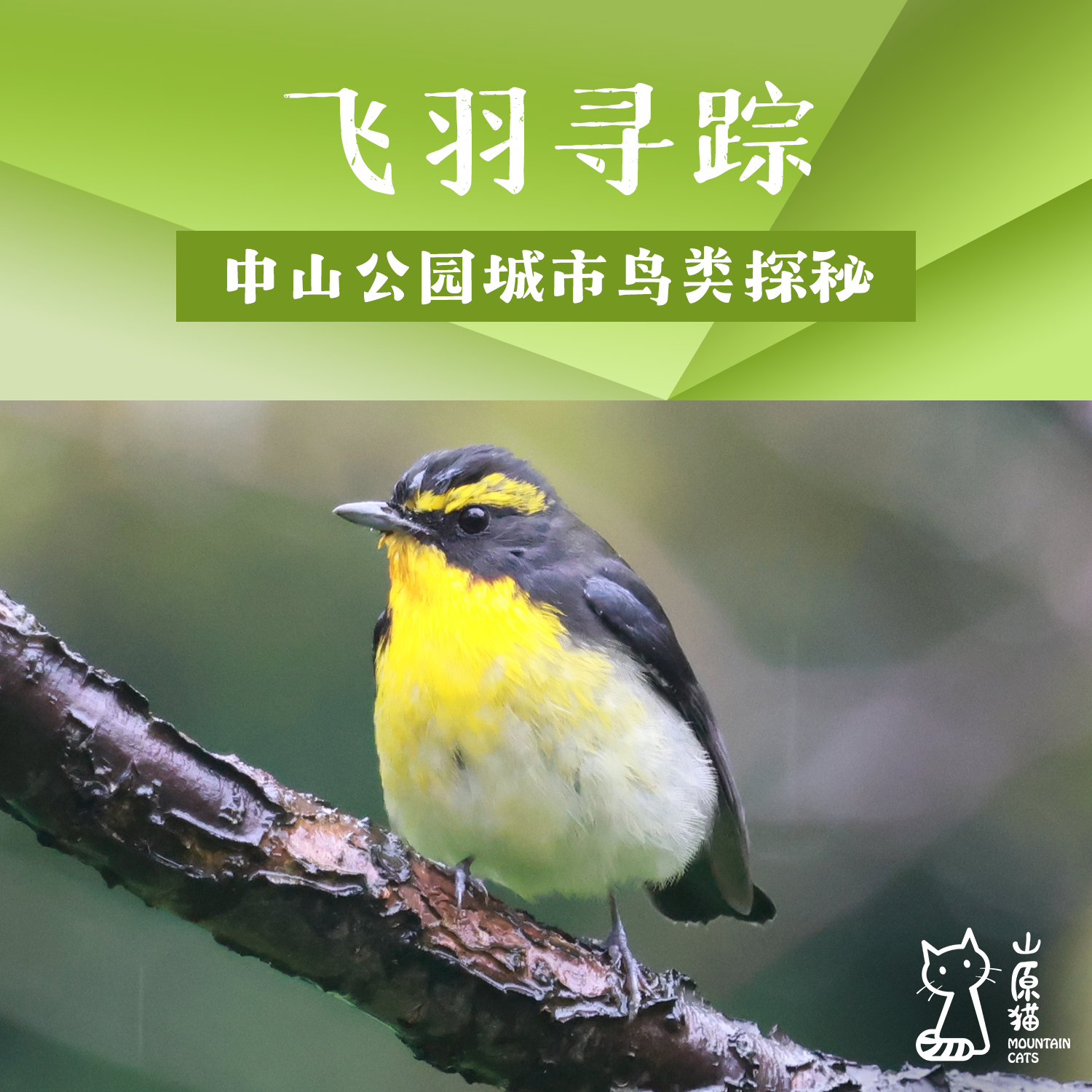 【山原猫PLUS×蔡司 】「12月27日 周六上午」飞羽寻踪 · 中山公园城市鸟类探秘