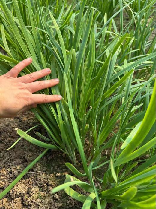 章丘大葱/韭菜、鲍芹丨大葱微辣清甜，脆嫩，葱白很大，有断裂，不影响食用。头茬韭菜，鲜香味浓，以虫治虫不用药。章丘鲍芹，可生食，清香浓郁脆嫩。 商品图5