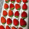 【顺丰快递】半坡阳光·糖果草莓 精选9成熟 熟一颗挑采一颗 一般地方吃不到的香甜味道 ABPYG 商品缩略图2