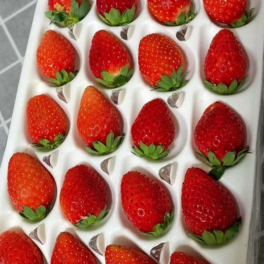 【顺丰快递】半坡阳光·糖果草莓 精选9成熟 熟一颗挑采一颗 一般地方吃不到的香甜味道 ABPYG 商品图2