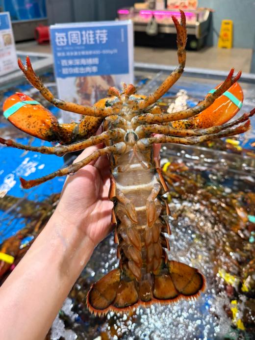 & 肥美大波龙🦞肥度满满，超靓！！蒜蓉清蒸好吃😋【活冻】 商品图1