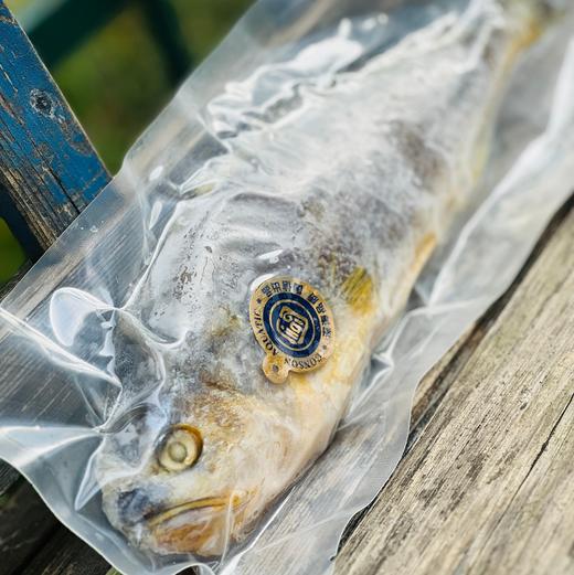 【国信1号养殖航母】大国重器国信一号深海野游三去大黄鱼，野生的品质，养殖的价格，超高性价比，低温洁净水域，高盐慢生长，大黄鱼中的健身达人，成就不一样的品质~ 商品图12