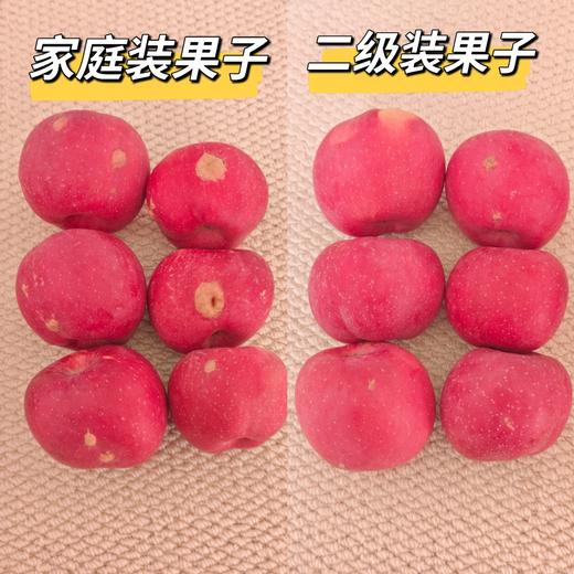 有机烟富苹果 脆甜多汁 口感丰富 有机认证 零农残更安心 商品图6