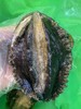 山东烟台鲜活大鲍鱼 个大肥美 确保鲜活冷链运输，因缺氧问题，收到后存活率可能会不高，未及时食用请冷冻保存 商品缩略图1