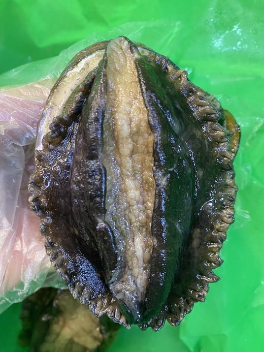 山东烟台鲜活大鲍鱼 个大肥美 确保鲜活冷链运输，因缺氧问题，收到后存活率可能会不高，未及时食用请冷冻保存 商品图1