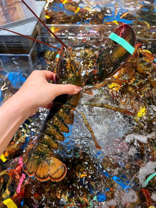 & 肥美大波龙🦞肥度满满，超靓！！蒜蓉清蒸好吃😋【活冻】 商品图4