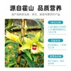 杞里香100g礼盒霍山铁皮石斛 老人礼物送长辈营养品 商品缩略图3