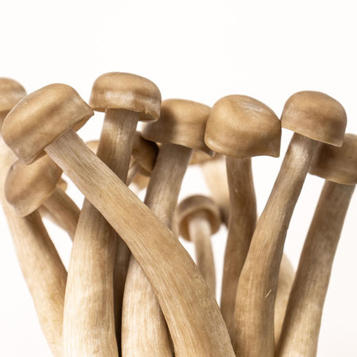 有机鹿茸菇120g新鲜脆菇鲜货菌菇炒菜煲汤脆嫩满额包邮 商品图5