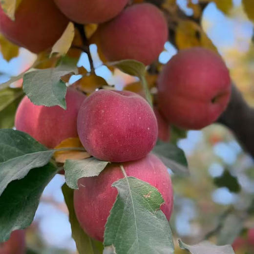 【精品彩箱】阿克苏18°冰糖心苹果2800小时日光凝聚 霜降3次自然蜜酿 85%高糖心率 商品图4