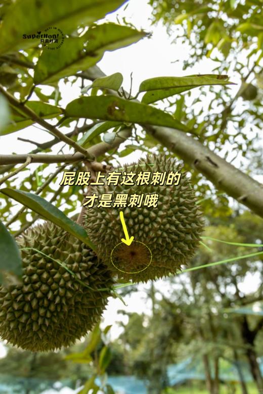 【马来西亚空运鲜果-黑刺榴莲鲜果】来啦！榴莲王中王！浓郁醇香，入口即化！树上熟，自然掉落更香甜~ 商品图8
